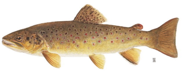 <p><strong>Salmo trutta</strong></p>