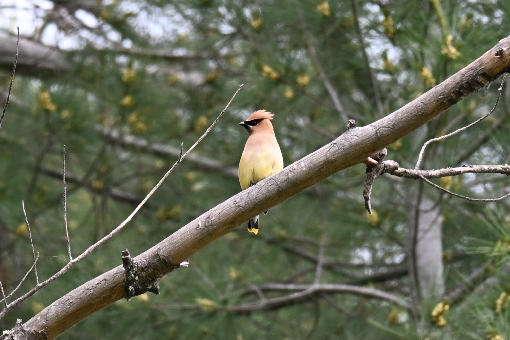 <p>Cedar Waxwing</p>