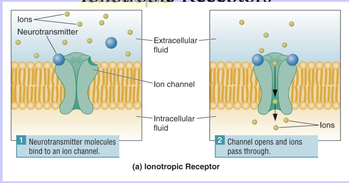 * A receptor protein in the postsynaptic membrane in which the recognition site is located on the same structure as the ion channel. 
* opens post- synaptic ion channels, changing the potential
  * have recognition sites located on the ion channel 