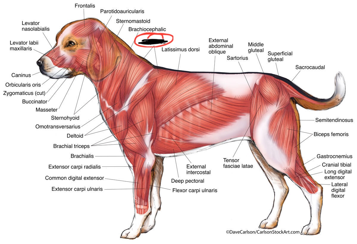 <p><strong>Elevates and abducts the forelimb</strong></p>