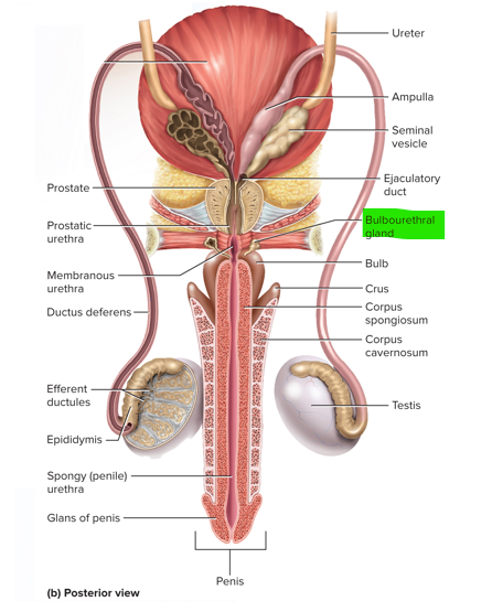 <p>It lubricates the head of the penis and protects the sperm by neutralizing the acidity of residual urine in the urethra </p>