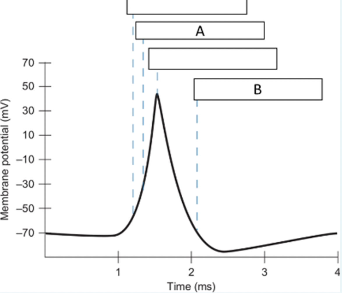 <p>What is happening at location B on the voltage trace?</p><p></p><p><span>a.</span>Sodium channels open</p><p></p><p><span>b.</span>Sodium channels inactivate</p><p></p><p><span>c.</span>Potassium channels open</p><p></p><p><span>d.</span>Potassium channels start to close</p>