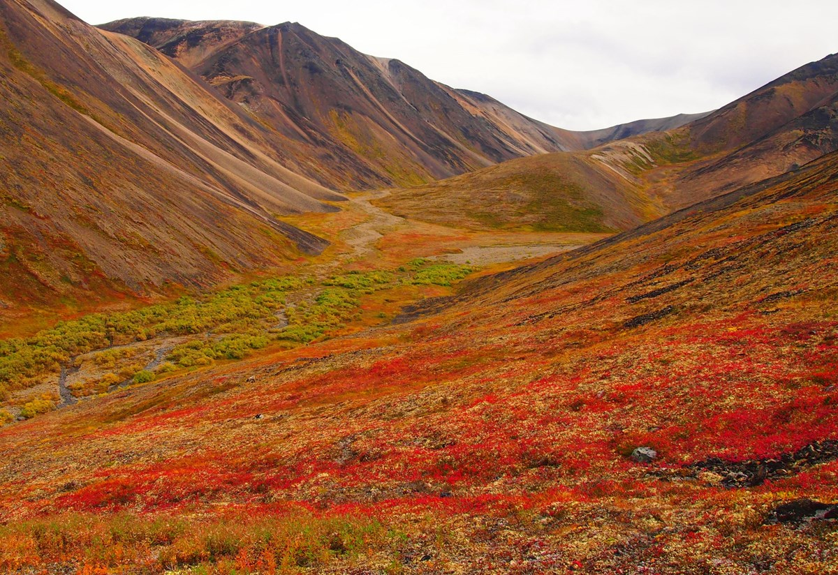 <p>Tundra</p>
