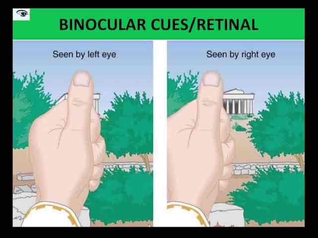 <p>Retinal Disparity </p>
