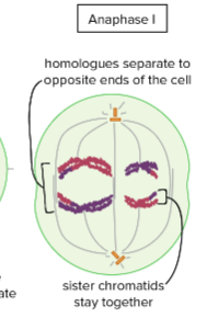 <p>Meiosis I Anaphase I</p>