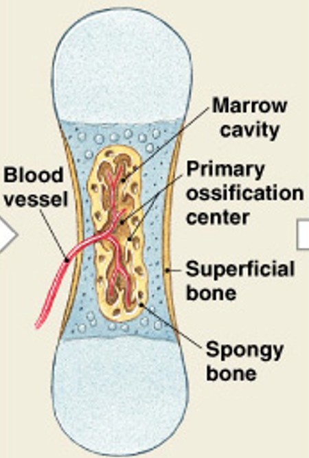 <p>Which step of endochondral ossification have:</p><ul><li><p><span style="color: yellow;"><strong>Blood vessels enter the cartilage</strong></span>:</p><ul><li><p>Bringing fibroblasts that become osteoblasts</p></li><li><p>Spongy bone develops at the <span style="color: yellow;"><strong>primary ossification</strong></span> center</p></li></ul></li></ul><p></p>