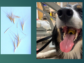 <p>Foreign body </p>