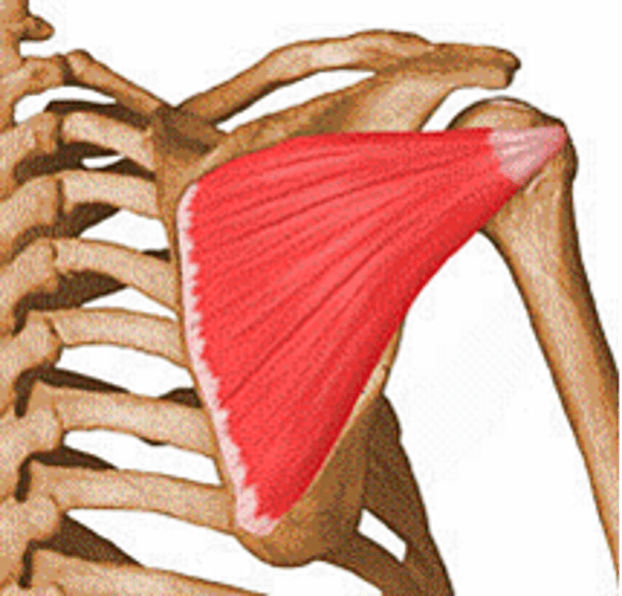 <p>Infraspinous Fossa of Scapula</p>