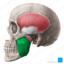 <p>elevates mandible</p>