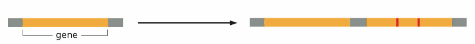 <p>What type of genome alteration is in this photo?</p>