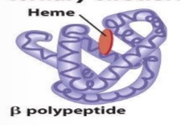 <p>overall folding pattern of whole polypeptide</p><ul><li><p>electrostatic attractions</p></li><li><p>hydrogen bonds</p></li><li><p>disulfide bridge</p></li></ul>