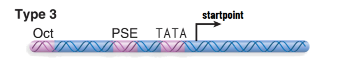 <p>transcribes some snRNAs&nbsp;</p><p>more conventional arrangement (like RNAP II) with upstream elements to regulate transcription initiation</p><ul><li><p>TATA element is immediately upstream of startpoint: efficiency increased by other elements - factors binding here act cooperatively</p></li><li><p>TATA element is bound by TFIIIB that actually recognizes DNA promoter sequence</p></li><li><p>TFIIIB/TBP for RNAP III has the same role as TFIID/TBP for RNAP II</p></li><li><p>in all 3 promoter types, TFIIIB binds to promoter to form preinitiation complex → directs binding of RNAP III</p></li></ul><p></p>