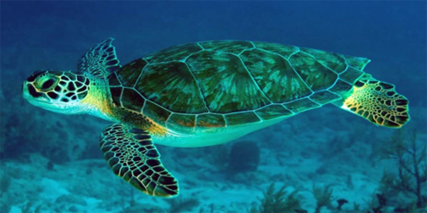 <p>Marine Turtles (3 facts)</p>