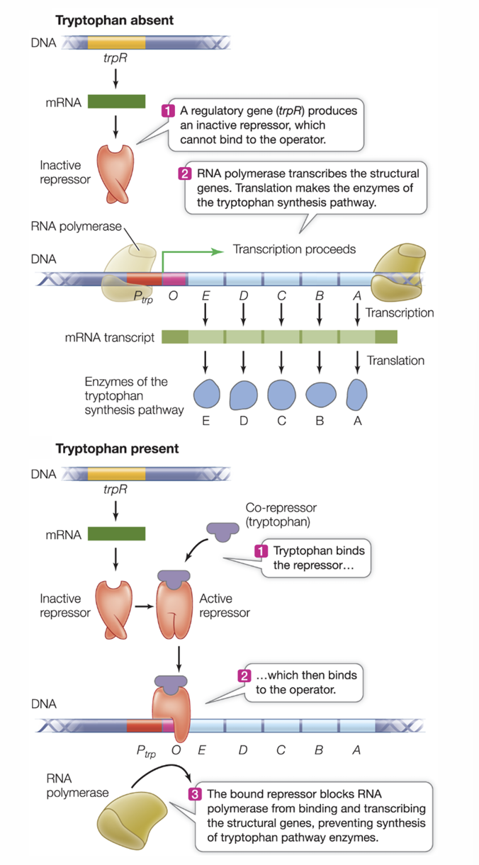 <p>a repressible system that is always on unless repressed</p><ul><li><p>the genes code for enzymes that catalyze synthesis of tryptophan</p></li><li><p>when there is enough tryptophan in the cell, tryptophan binds to the repressor which then binds to the operator</p></li><li><p>tryptophan is a co-repressor (helps shut down gene expression but doesn’t bind to operon directly)</p></li></ul><p></p>