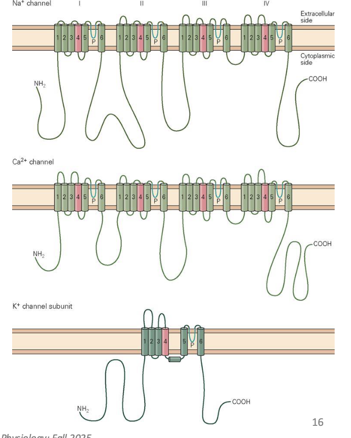 <ul><li><p><strong>Na+ &amp; Ca2+ channels:</strong> one large subunit with 4 domains</p></li><li><p><strong>K+ channels:</strong> 4 separate subunits form the pore</p></li><li><p><strong>S4 segment</strong> acts as <strong>voltage sensor</strong> in all → detects depolarization</p></li><li><p>Depolarization → conformational change → channel opens → ions flow</p></li></ul><p></p>