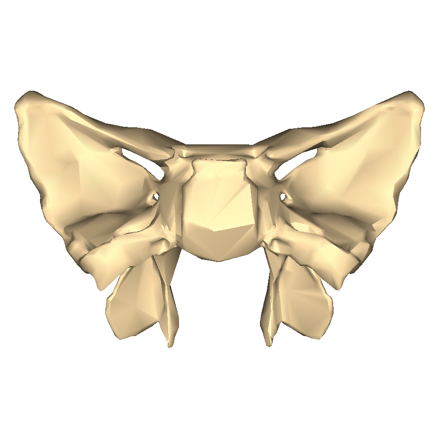 <p>Identify the bone.</p>