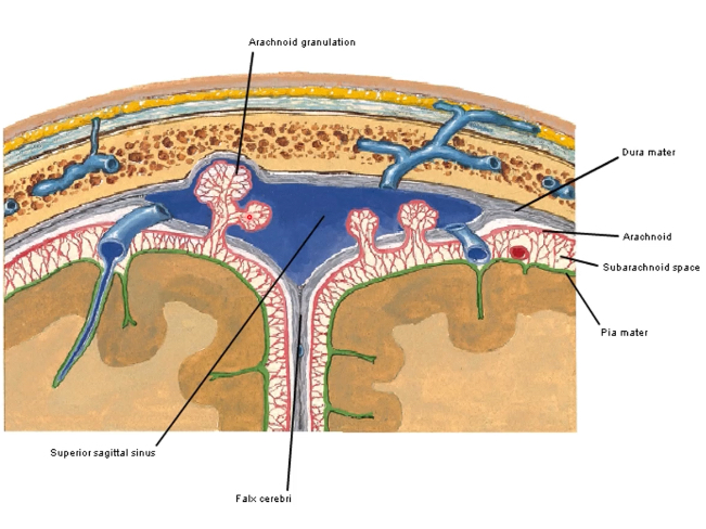 <p>choroid plexus (ventricles)→ventricular circulation→4th ventricular exit foramina→basal cisterns→subarachnoid space over lateral convexities (travel superiorly)→arachnoid villi→absorbed by arachnoid granulations into venous system (superior sagittal sinus)</p>
