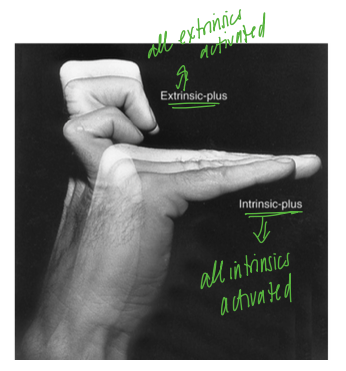 <p>with the MCP extended and the PIP and DIP flexed- all the extrinsic muscles are activated (ED, FDS, FDP)</p>