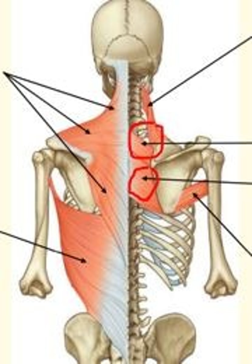 <p>Rhomboids (rhomboid minor and rhomboid major)</p><p>- Retract and fix position of scapula</p><p>- Innervated by dorsal scapula nerve </p>