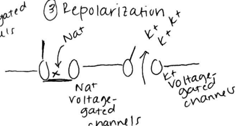 <p>Repolarization</p><p>K+ voltage-gated channels open slowly → K+ leaves and cells become more -</p><p>Na+ activation gates are open, but inactivation gates are closed</p><p>Na+ permeability is low, K+ has high permeability</p>
