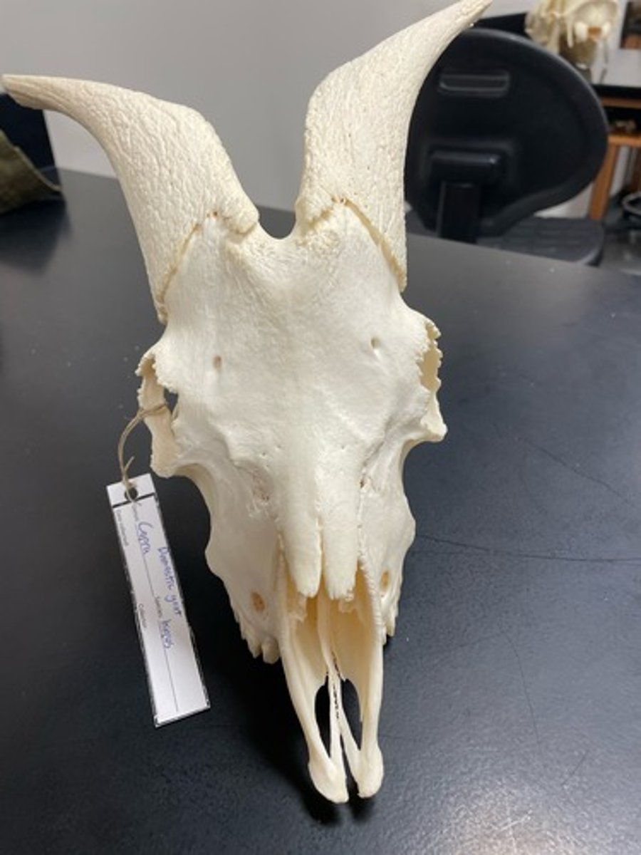 <p>Family: Bovidae</p><p>Genus & Species: Capra hircus</p>