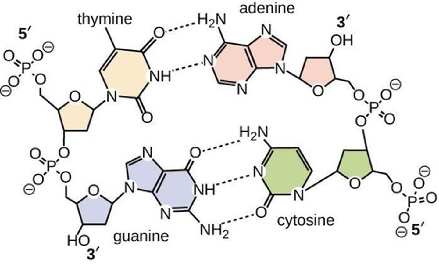 <p>A (adenine) binds to T (thymine) forming a double hydrogen bond; C (cytosine) binds to G (guanine) forming a triple hydrogen bond.</p>