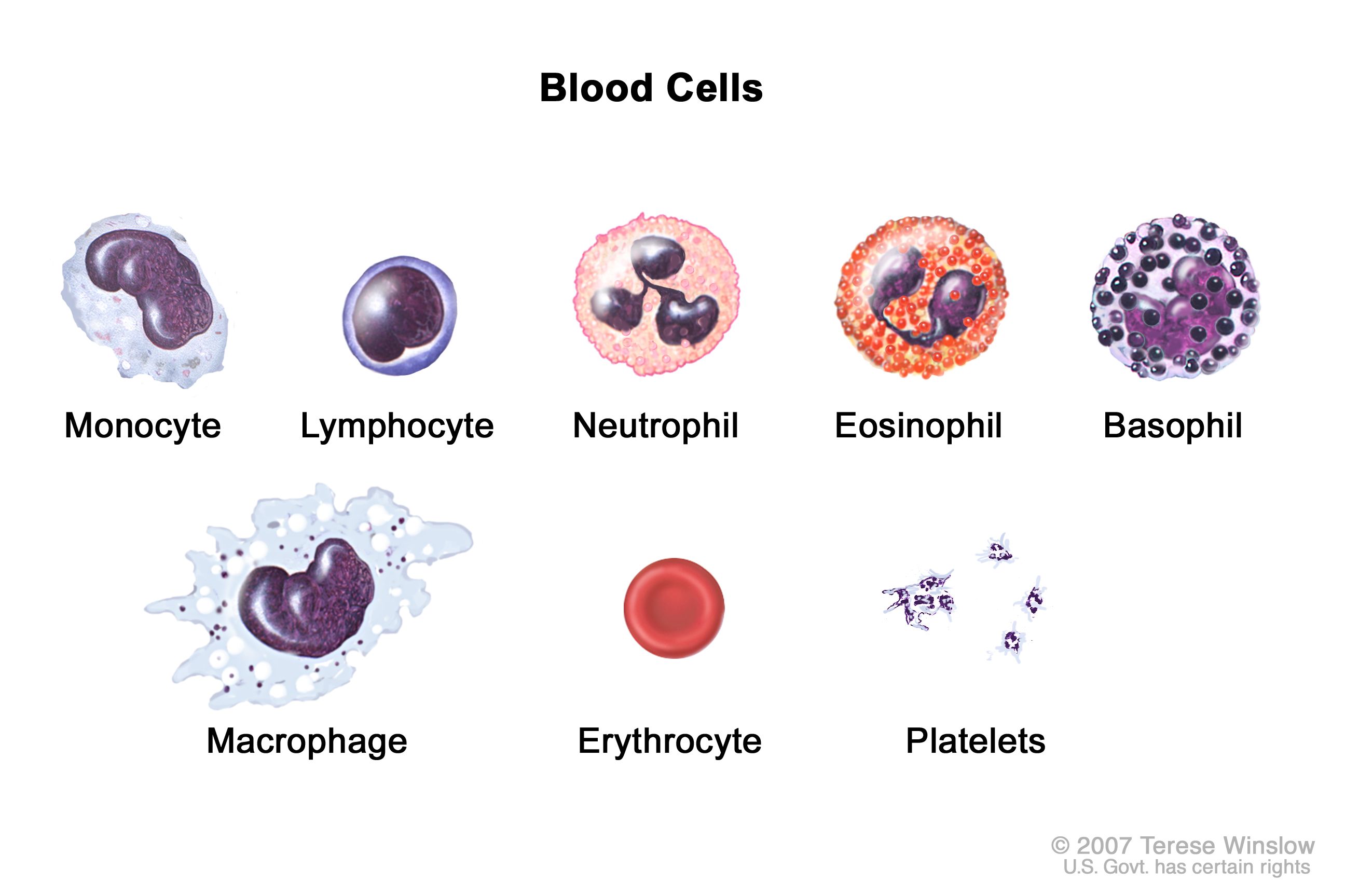 red blood cells that transport oxygen, lack nucleus and contain hemoglobin