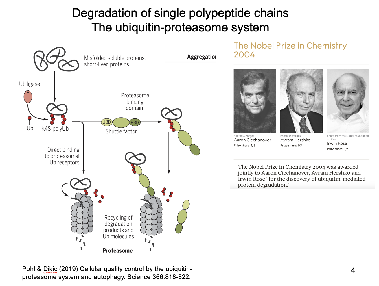 <p>For single unfolded polypeptides</p><ol><li><p>Recognised as misfolded</p></li><li><p>tagged by covalent additios of <strong>poly</strong>-ubiquitin side chains</p></li><li><p>recognised by proteasome (barrel-shaped multiprotein complex)</p></li><li><p>fed through for degradation</p></li></ol><p></p>