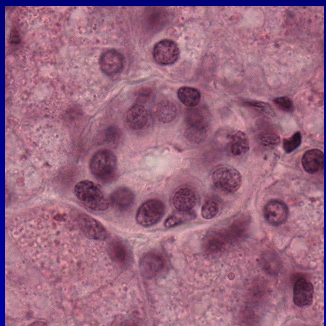 <p><strong><span>–Intercalated ducts</span></strong></p><p><span>•Cuboidal epithelium</span></p><p><span>•Basally-placed nucleus</span></p><p></p>