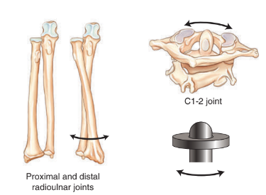 <ul><li><p>proximal and distal <strong>radioulnar </strong>joints of forearm</p></li><li><p><em>odontoid process</em> (dens) of axis (C2)</p></li><li><p>anterior arch of the atlas (C1)</p></li></ul><p></p>