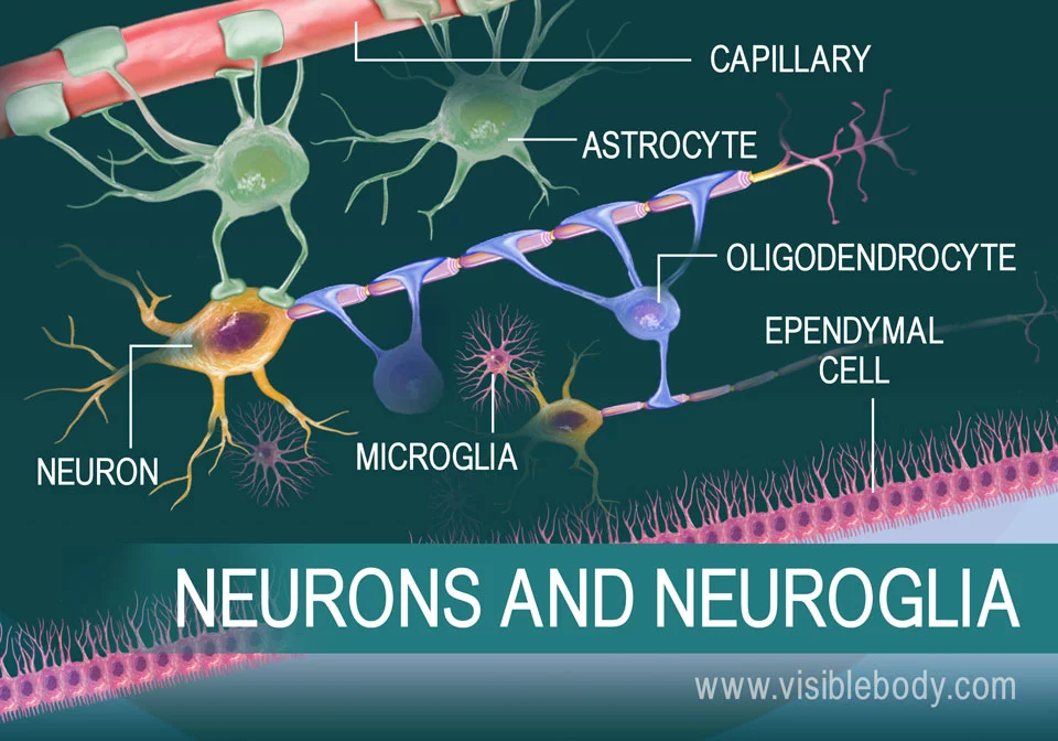 <p>neurons and neuroglia </p>