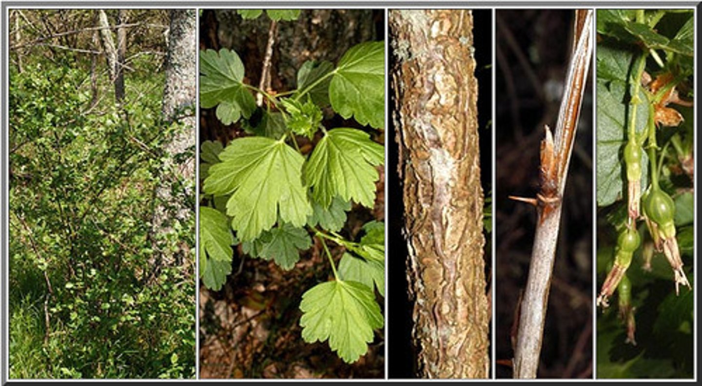 <p>Ribes</p>
