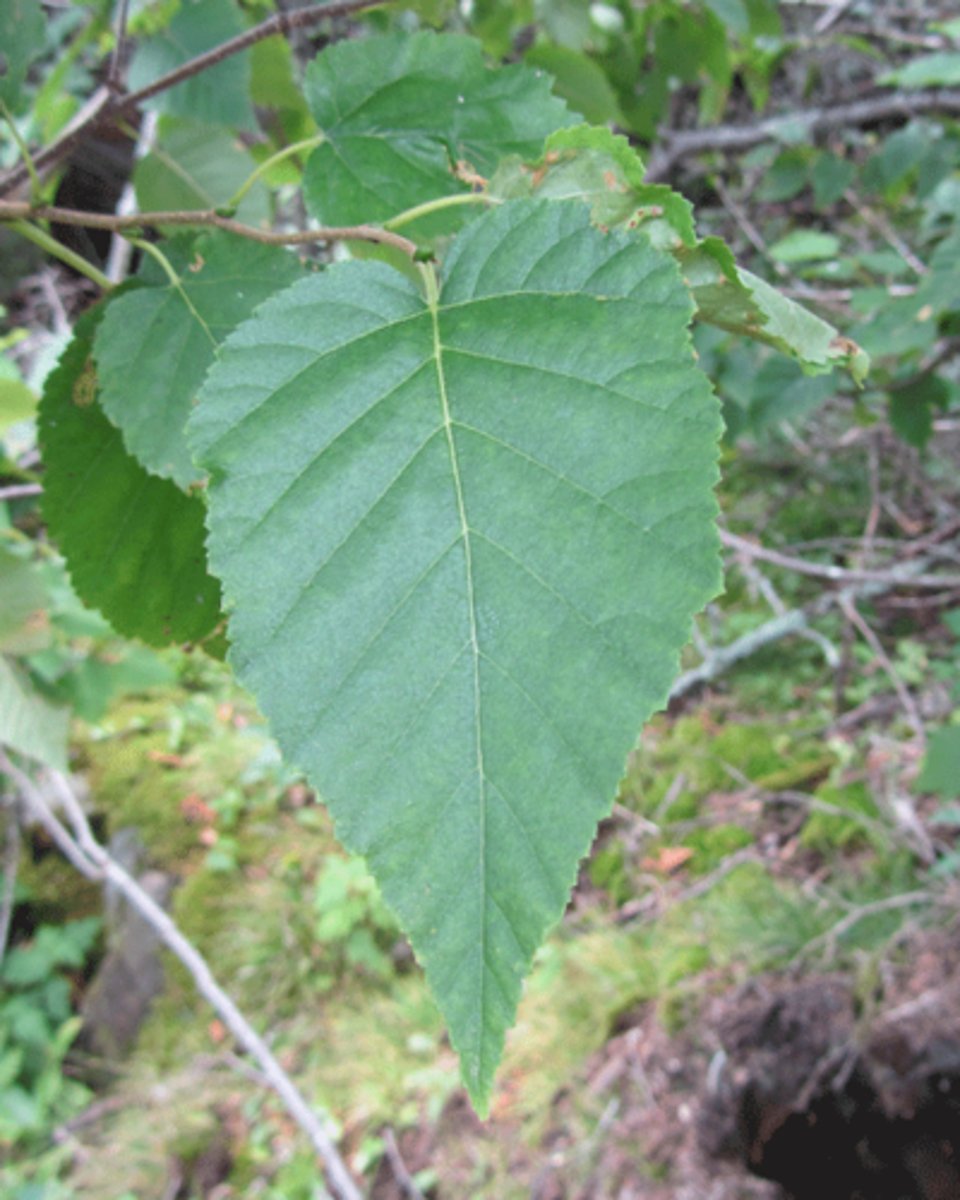 term image