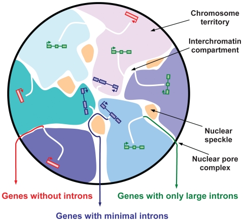 <p>Region in nucleus where transcriptionally active parts are found </p>