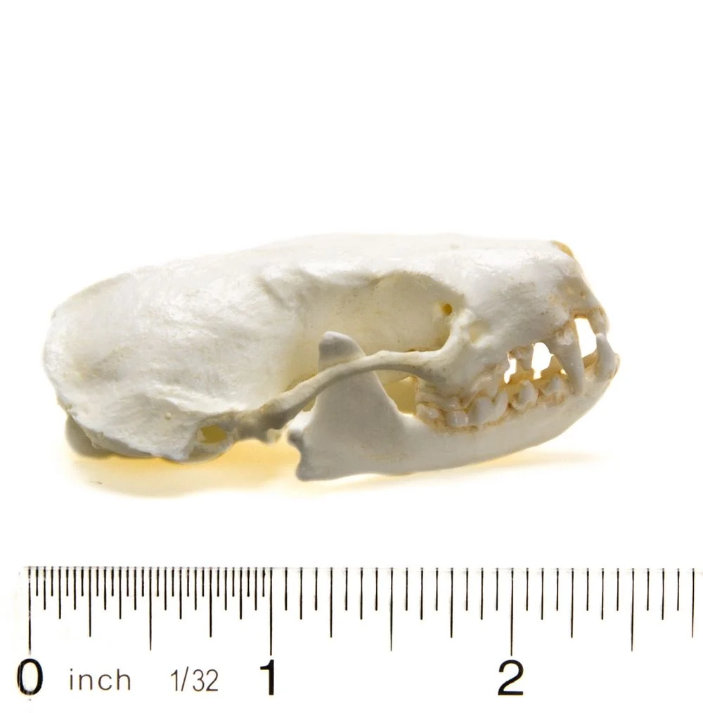 <p>palate does not extend beyond molars</p>