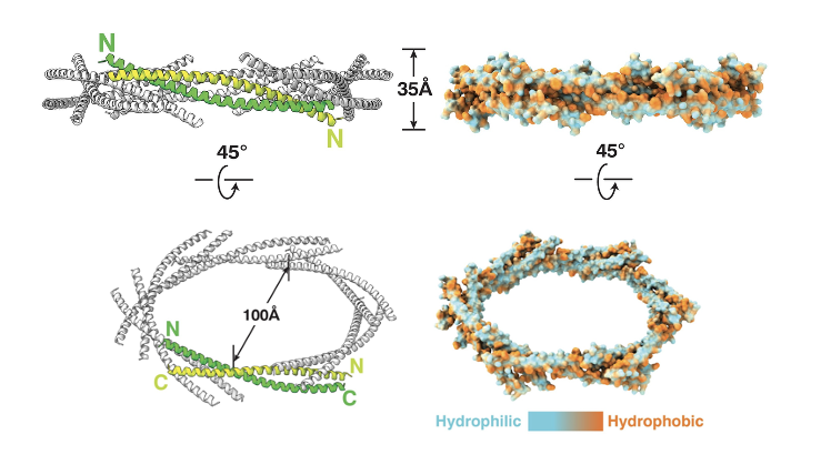 <ul><li><p>hydrophobic residues of each helix face outward and interact with the lipid bilayer</p></li><li><p>hydrophilic residues face inward, forming a water-filled channel</p></li></ul><p></p>