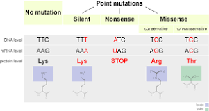 difference between point mutations