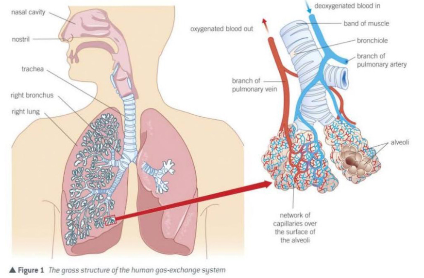 <ul><li><p>Nasal cavity</p></li><li><p>Trachea</p></li><li><p>Bronchi</p></li><li><p>Bronchioles</p></li><li><p>Alveoli</p></li><li><p>Lungs</p></li><li><p>Diaphragm</p></li><li><p>Intercostal muscles</p></li></ul><p></p>