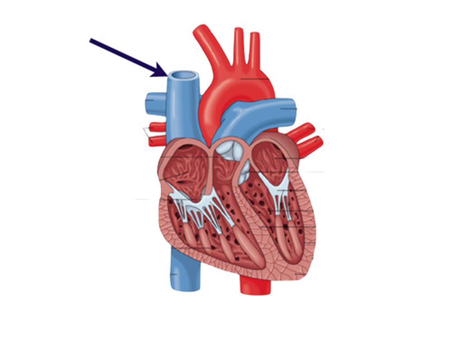 <p>Returns deoxygenated blood from the upper body to the right atrium.</p>