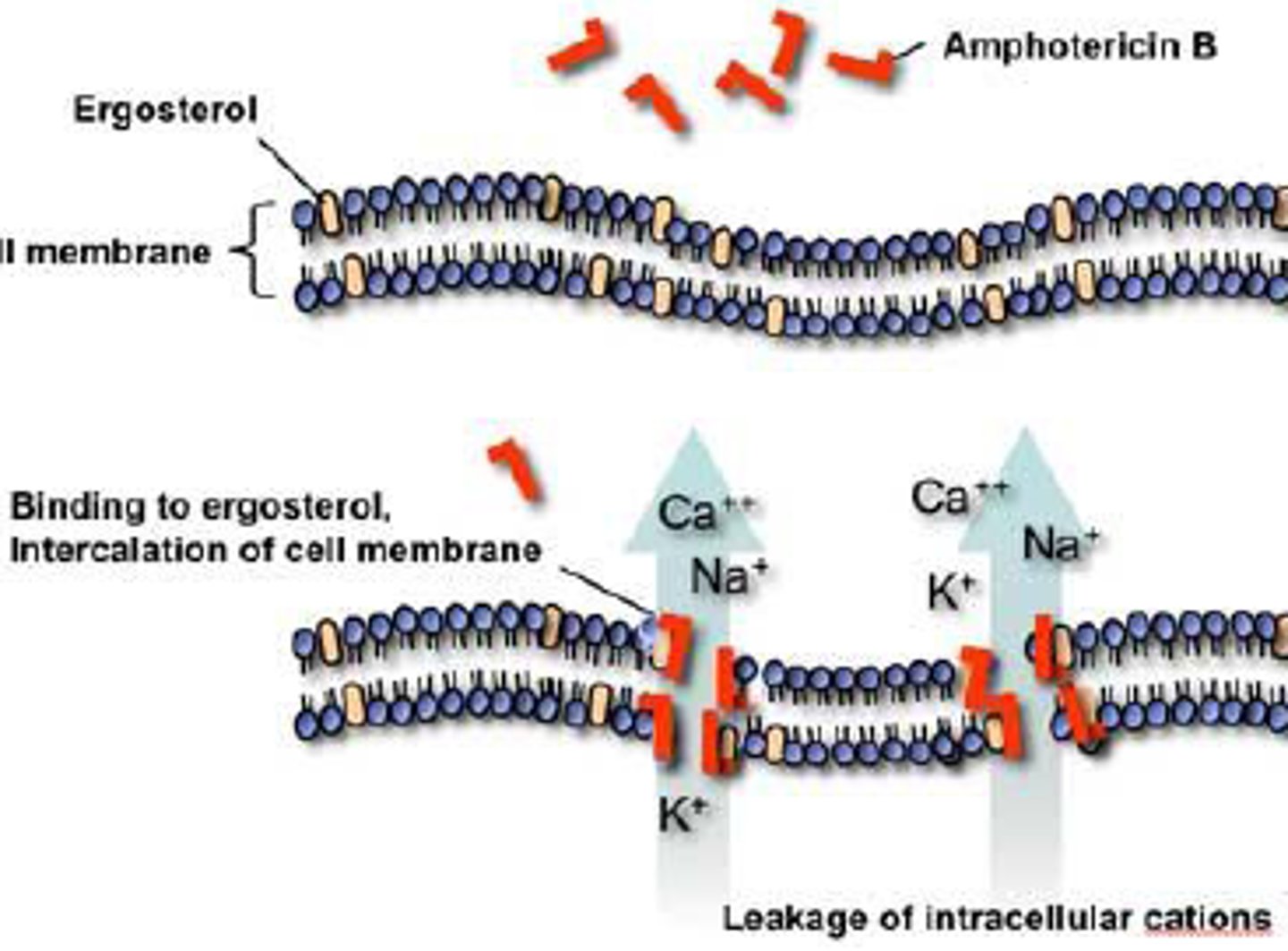 <p>affinity for sterol-containing membranes (ergosterol) so they can insert themselves into the membrane and disrupt function</p>