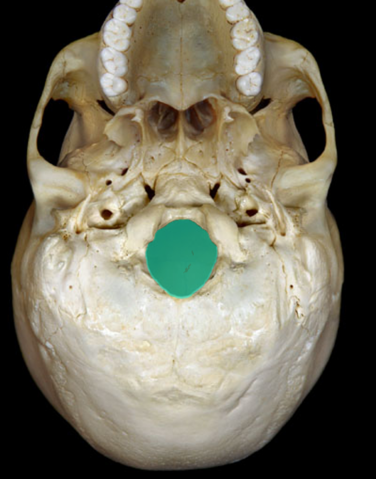 <p>what is highlighted/ occipital</p>