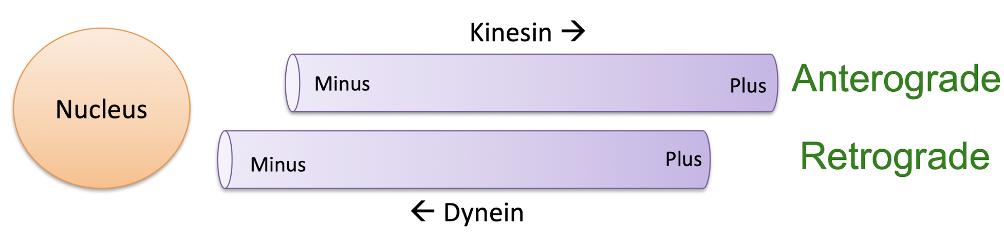 <ul><li><p>kinesin</p><ul><li><p>move twds outside of cell </p></li><li><p>“+” end directed movement (kind/+)</p></li></ul></li><li><p>dynein</p><ul><li><p>moves twds inside of cell (dying/-)</p></li></ul></li></ul><p></p>