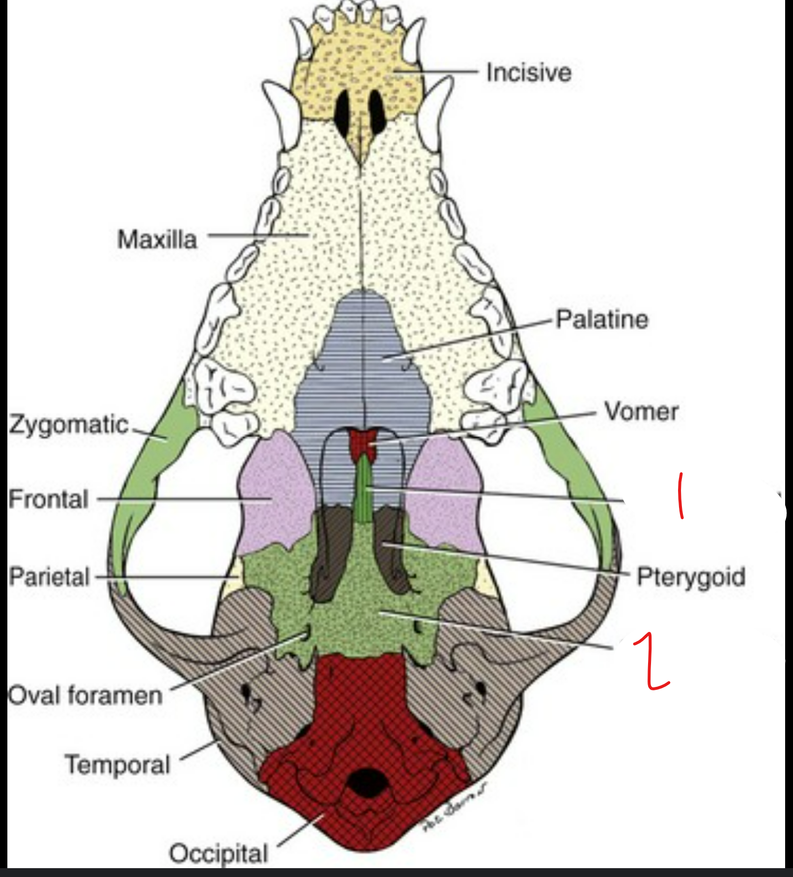 <p>label the ventral view (underside) of the canine skull</p>