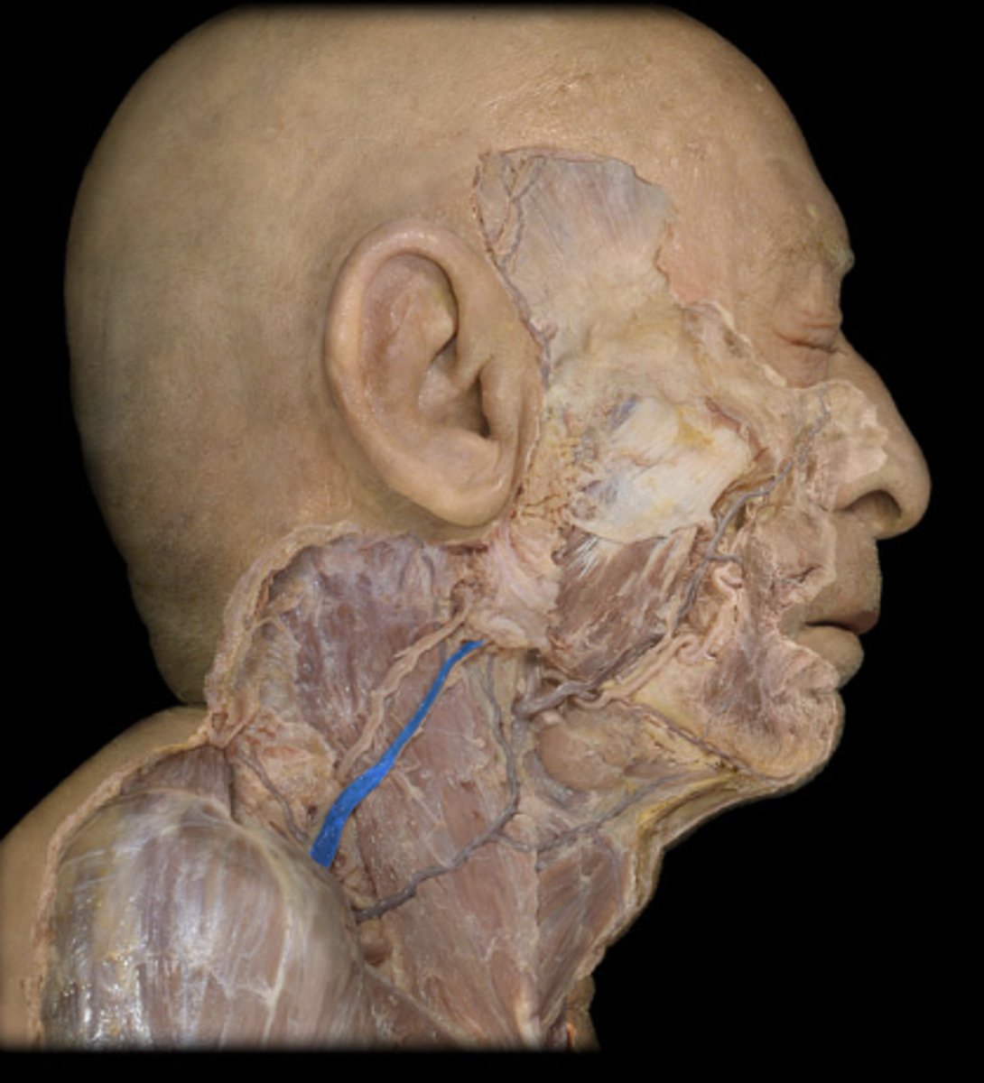 <p>drains blood from superficial skull/head structures and the deep face</p>