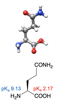 <ul><li><p>abbreviations: Gln, Q</p></li><li><p>R group can have favourable interactions with water</p></li></ul><p></p>