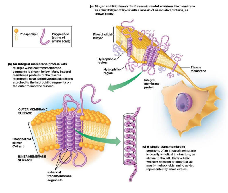 <p>Membrane as two fluid layers of lipids with proteins within and on the layers</p><ul><li><p>Fluid because lipids and proteins easily move laterally in the membrane</p></li><li><p>mosaic because there are proteins within the membrane</p></li></ul><p></p>
