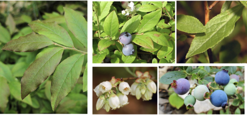 <ul><li><p>Family: Ericaceae</p></li><li><p>Low Sweet Blueberry</p></li></ul><p></p>