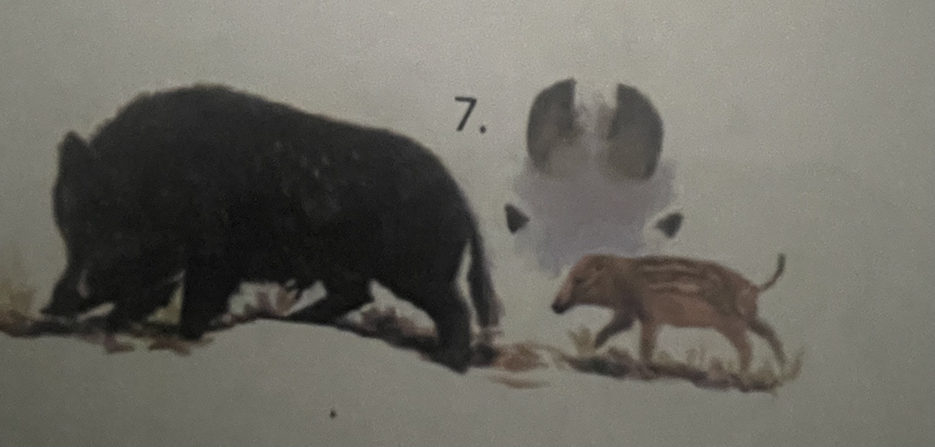 <p>mikä eläin</p>