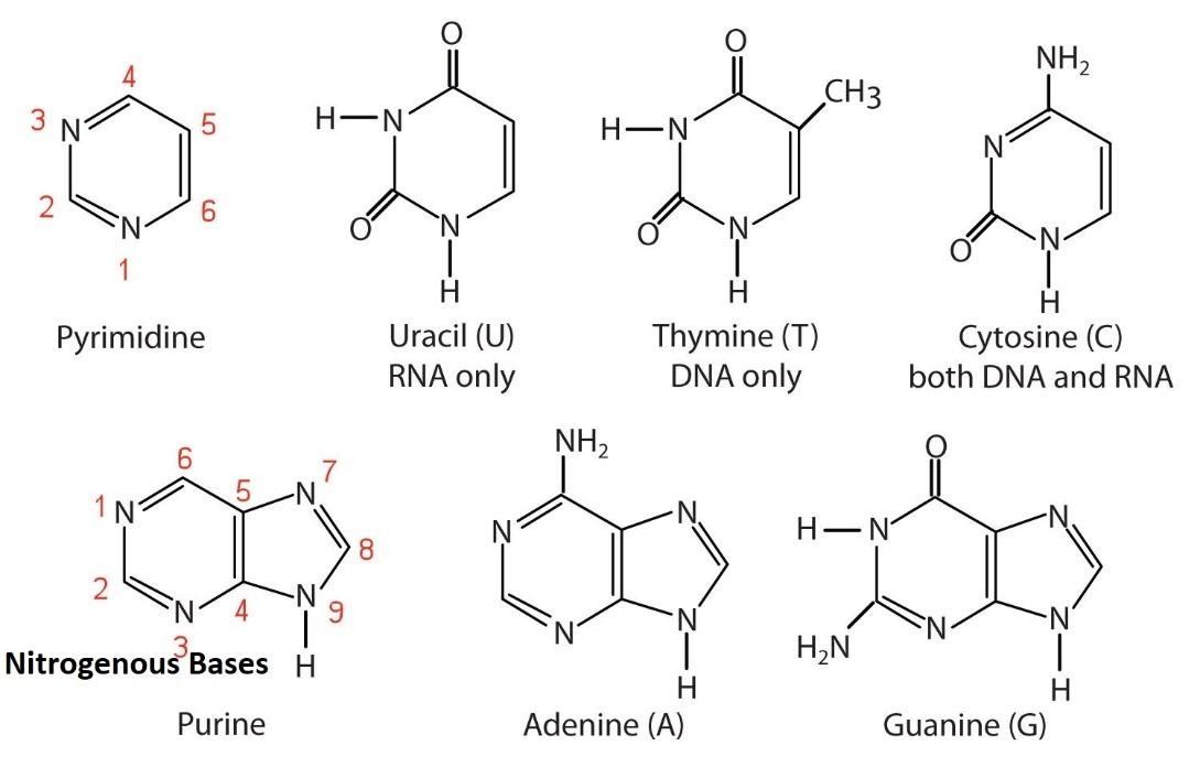 <p>Pyramidine: cytosine</p><p>amino group on which carbon?</p><p>carbonyl group on which carbon? </p>