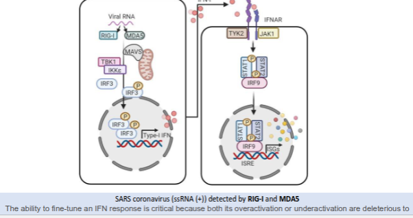 <ul><li><p><strong>RIG-I</strong> and <strong>MDA5</strong> detect viral <strong>positive-sense single-stranded RNA (ssRNA⁺)</strong>.</p></li><li><p>Detection activates <strong>MAVS</strong>, which recruits <strong>TBK1</strong> and <strong>IKKε</strong>, leading to phosphorylation of <strong>IRF3</strong>.</p></li><li><p>Activated <strong>IRF3</strong> enters the nucleus and induces <strong>type I interferon (IFN-α/β)</strong> production.</p></li><li><p>Type I IFNs bind to the <strong>IFNAR</strong> receptor, activating <strong>JAK1</strong> and <strong>TYK2</strong>.</p></li><li><p>This triggers phosphorylation of <strong>STAT1</strong> and <strong>STAT2</strong>, which form a complex with <strong>IRF9</strong>.</p></li><li><p>The <strong>STAT1–STAT2–IRF9</strong> complex activates <strong>interferon-stimulated genes (ISGs)</strong>, establishing an antiviral state.</p></li><li><p><strong>Balanced IFN activation</strong> is crucial—overactivation or underactivation can both cause harm.</p></li></ul><p></p>
